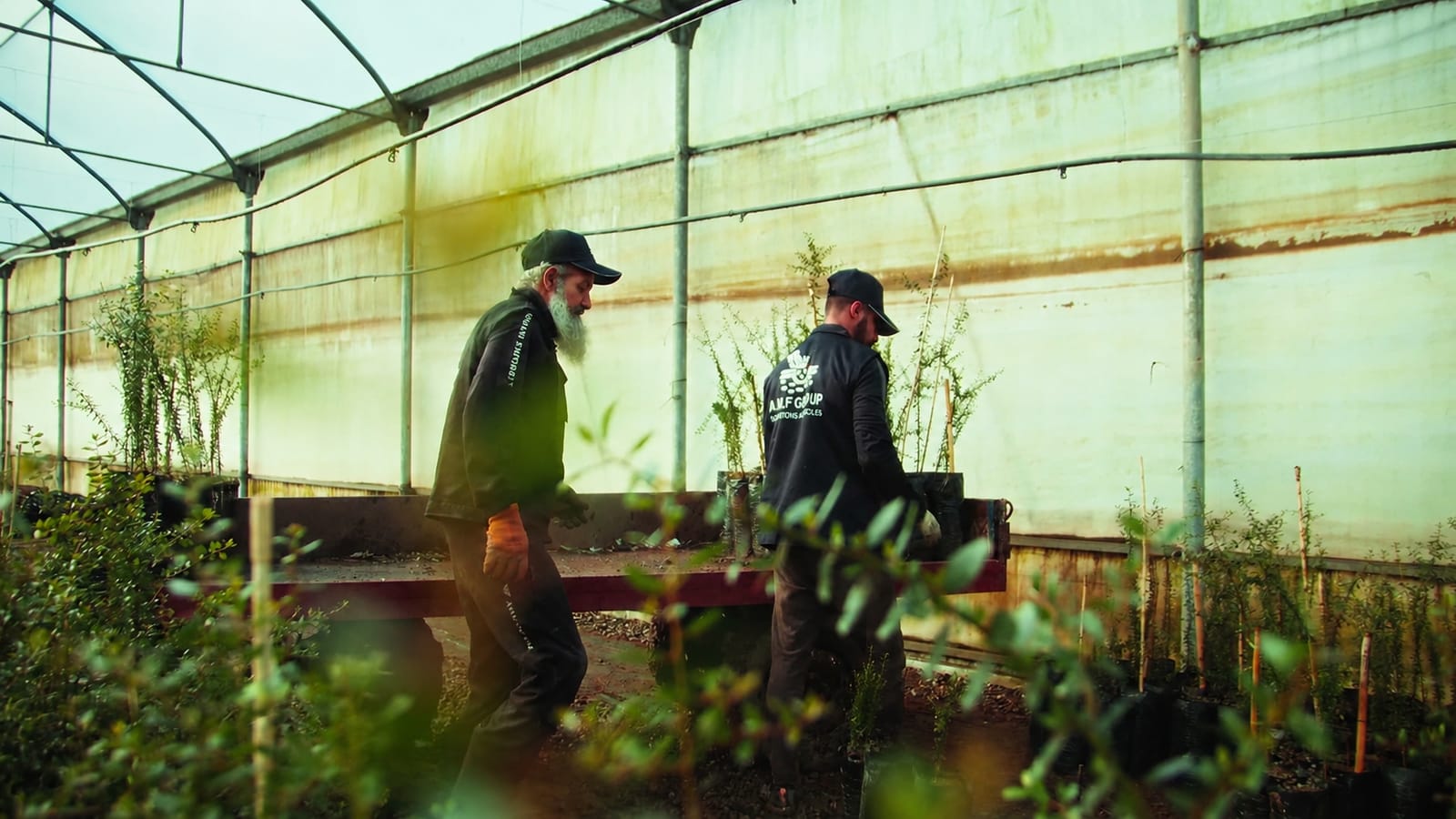 AMF Group — Greenhouse workers moving potted plants commercial nursery