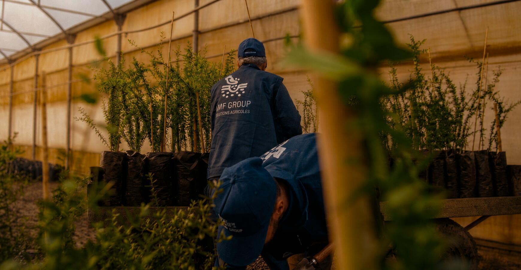 Vue aérienne du domaine agricole AMF Group à Illizi
