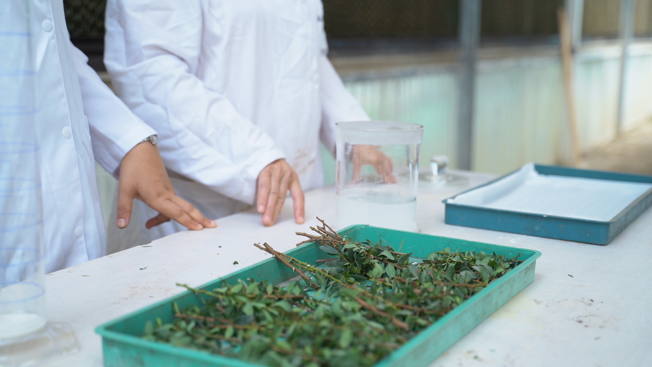 Innovation et Biotechnologies Végétales chez AMF Group
