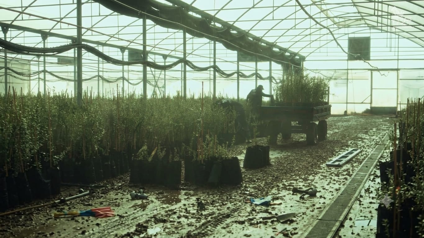 AMF Group — Muddy greenhouse floor nursery plants