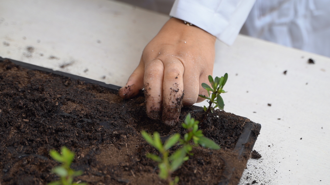 Plantation d'Arganier (Chlef)